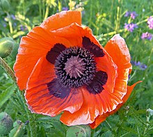 Oriental poppy.jpg