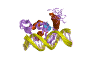 2ff0: Solution Structure of Steroidogenic Factor 1 DNA Binding Domain Bound to its Target Sequence in the Inhibin alpha-subunit Promoter