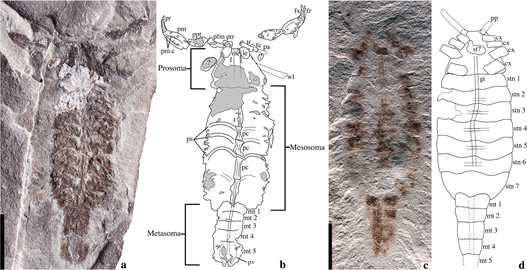 かつてサソリと誤同定された所属分類不明の節足動物パリオスコーピオの化石