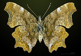 Female underside