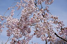 Prunus 'Kamiyama-shidarezakura' カミヤマシダレザクラ.jpg