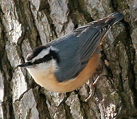 Red-breasted Nuthatch