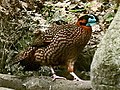 Tragopan temminckii