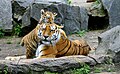 Bengaru taiga (bengal tiger). Anemuvara runoita seranjisi - asi iranjisi yakati pfavei)