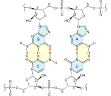 AGCT RNA mini.png