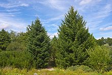 Abies cephalonica 001.jpg