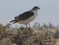 Lake Manyara, Tanzania