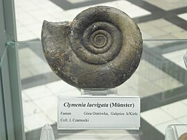 Clymenia laevigata