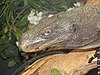 Papuawaran (Varanus salvadorii)