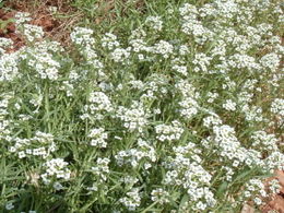 Pajūrinė lobuliarija (Lobularia maritima)