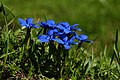 El azul de unas gitanillas