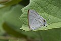 Hypolycaena philippus