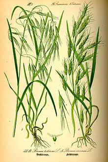 Left: Bromus tectorum Right: Bromus arvensis