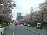 大学通りから国立駅南口を望む