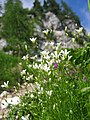 Minuartia austriaca