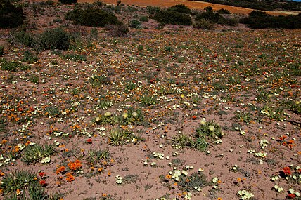 Lenteblomme in die park