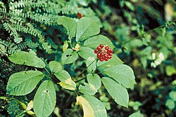 Amerískt ginseng (Panax quinquefolius)