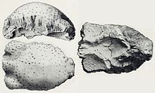 Prenocephale brevis.jpg