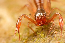 Uncate chelicerae of a pseudoscorpion