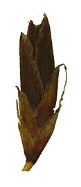 Spikelet (with receptacle adnate to lowest glume)