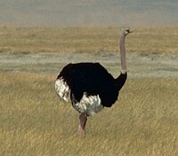 Ostrich