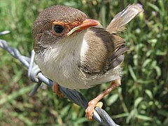 Malurus cyaneus, yit-chúng tiâu-é.