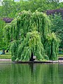 Salix alba 'Tristis'