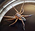 Wolf spider commonly found in Central Texas