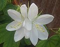 Bělostné květy Bauhinia acuminata