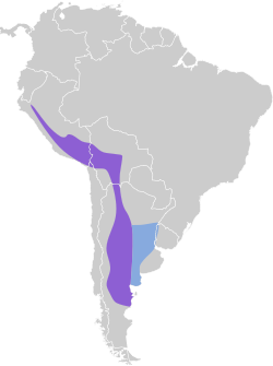 Distribución geográfica del cachudito piquiamarillo.