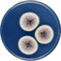 Aspergillus angustatus growing on CYA plate