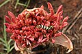 Larvae of Diaphone eumela feeding on a B. disticha flowerhead.