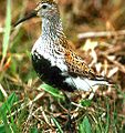 Pilro común (Calidris alpina) En Wikimedia Commons: Pilro común