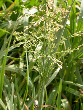 Tæppegræs (Catabrosa aquatica) Foto: Matt Lavin via Flickr