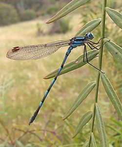 Ezeru krāšņspāre (Enallagama cyathigerum)