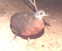 Brown Tinamou