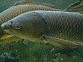 Grass carp (Ctenopharyngodon idella)