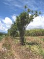 Bois de chandelle marquant les limites de propriétés dans des champs de canne à sucre à la Réunion.