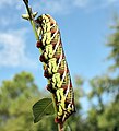 Larva, multi-colored variation