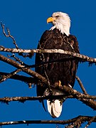 Águila calva o águila americana