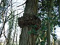 Op een robinia