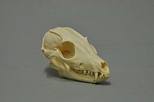 The skull of a bat-eared fox on a grey background