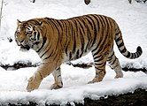 Tigres são uns dos maiores predadores mamíferos não-aquáticos do mundo. A imagem contém o tigre siberiano, a maior subespécie de tigre, como também o maior membro atual da família dos felídeos, os quais são predadores consumados independentemente do tamanho.