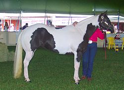 Paint Horse mit Tobianozeichnung