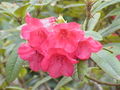 Rhododendron repens