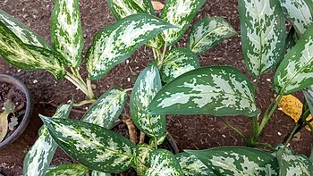 Aglaonema