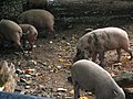 Babi bodoh di Zoo Negara Malaysia