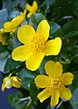 Caltha palustris