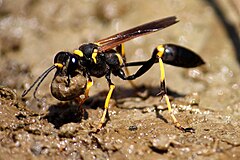 S. caementarium with a load of mud, just before takeoff