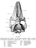 Miniatura per Agorophius pygmaeus